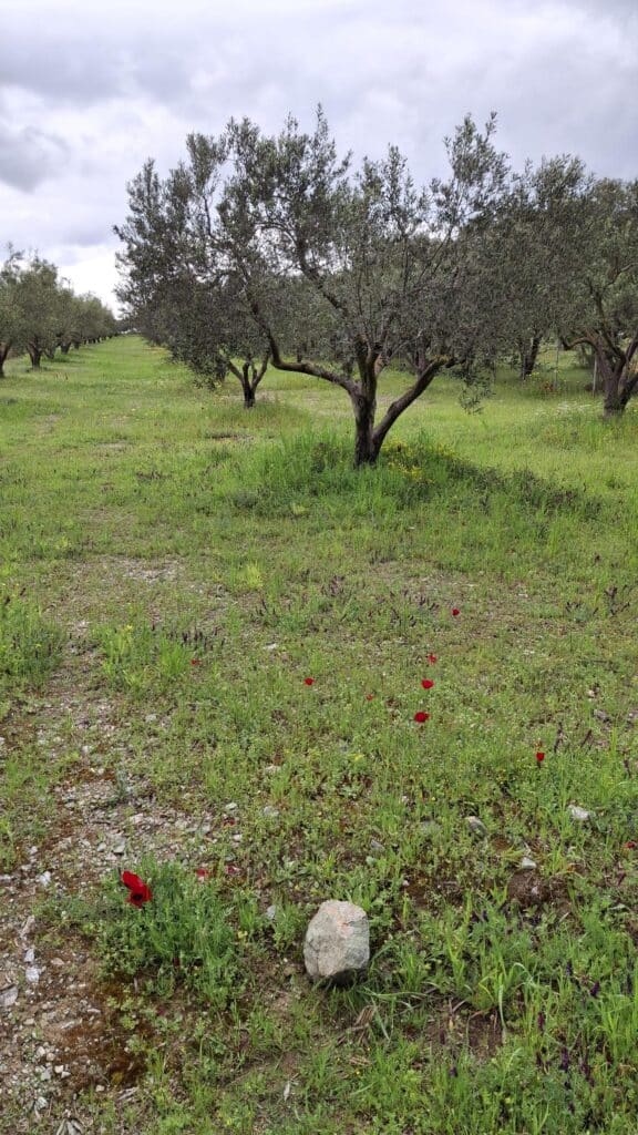 olive grove tour