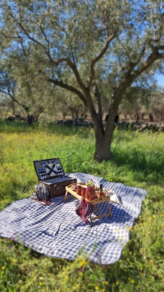 olive grove picn nic
