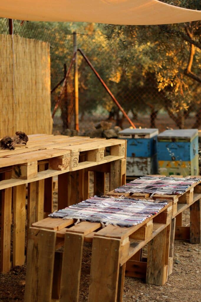 Olive Grove Experience