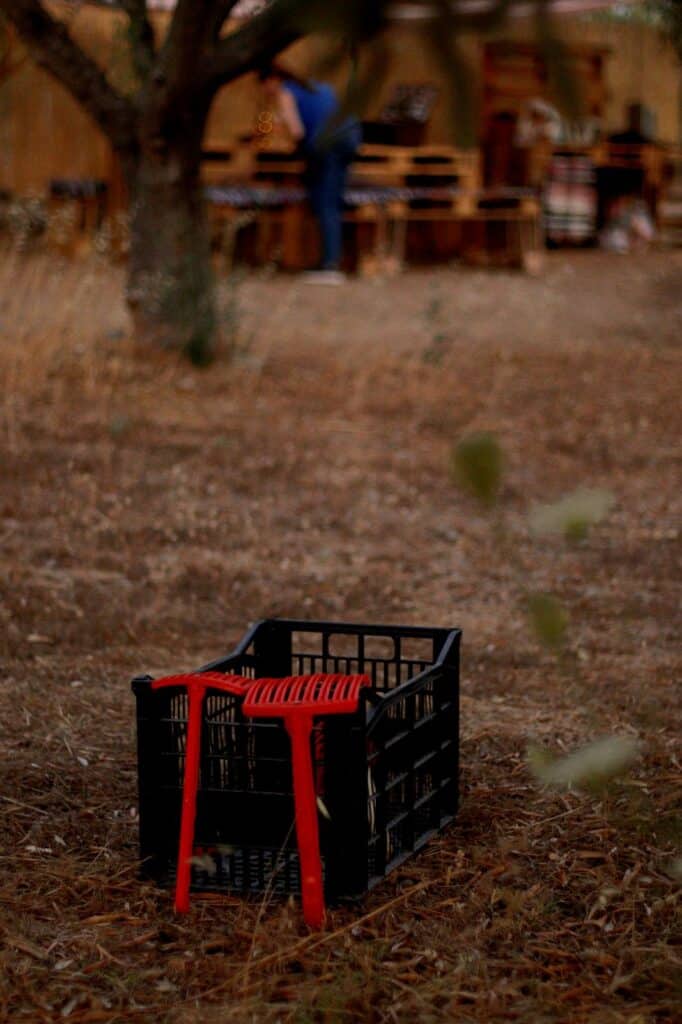 olive grove tour