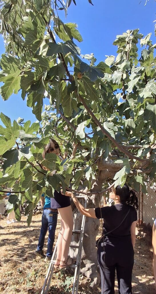 Olive grove tour fig